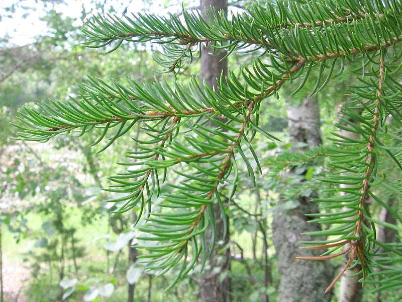 05picea.jpg