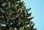 araucaria-k10.jpg