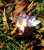colchicum-k10.jpg