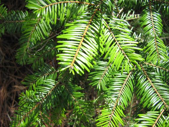 abies_grandis.jpg