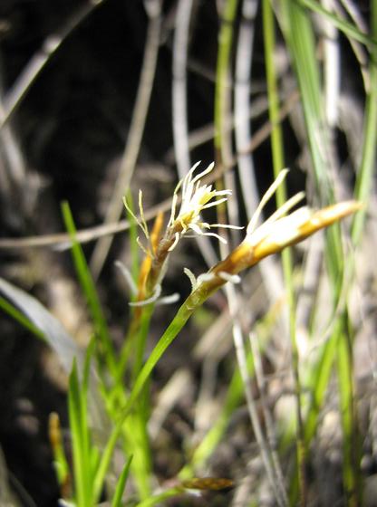 carex_sp.jpg