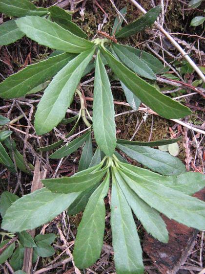 chimaphila_umbellata.jpg