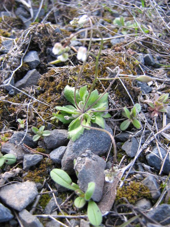 draba_verna_2.jpg