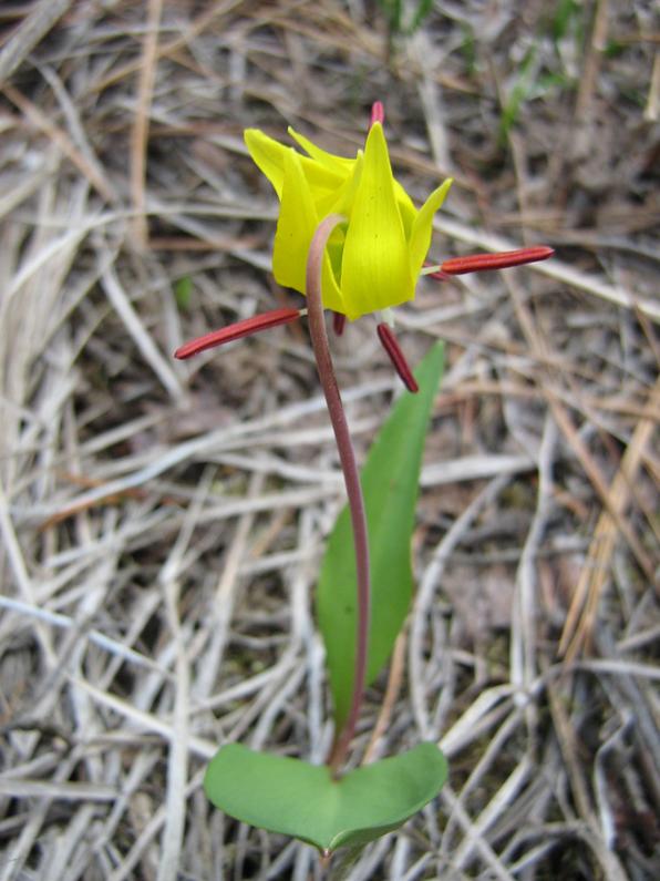 erythronium_grandiflorum.jpg