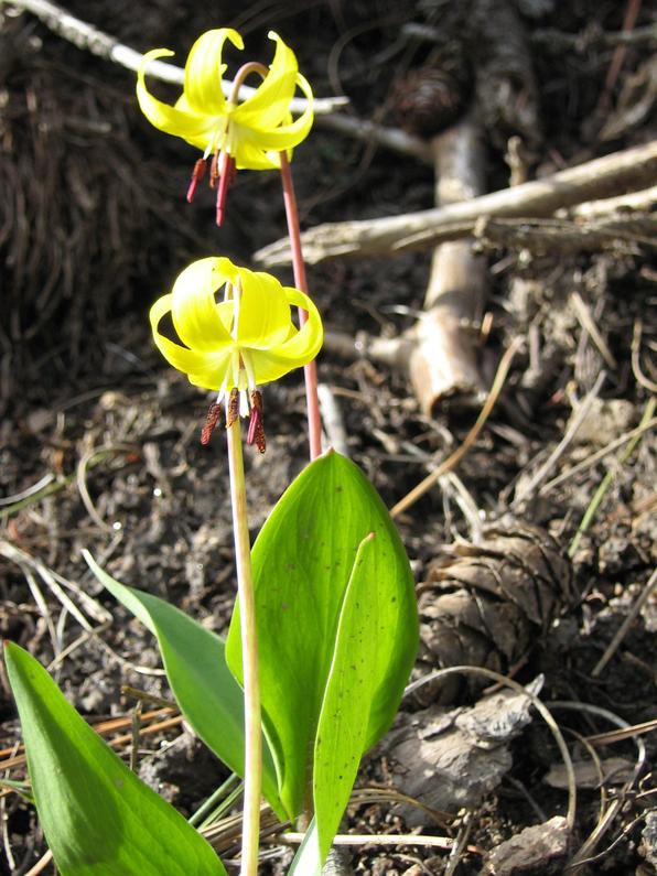 erythronium_grandiflorum_2.jpg