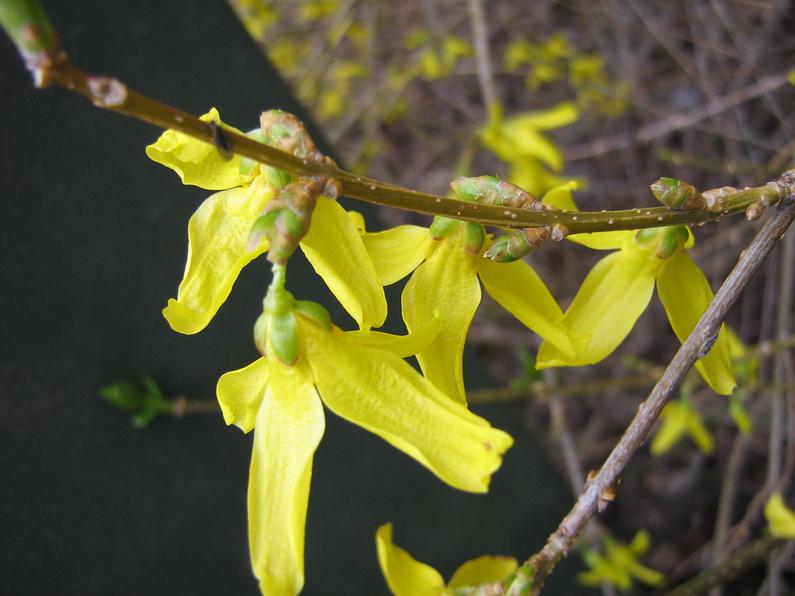 forsythia_intermedia.jpg