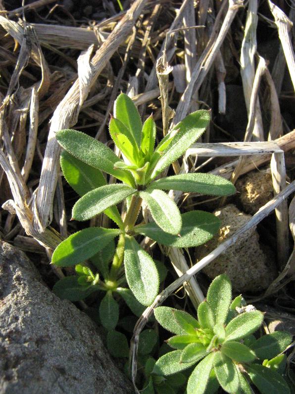 galium_sp.jpg