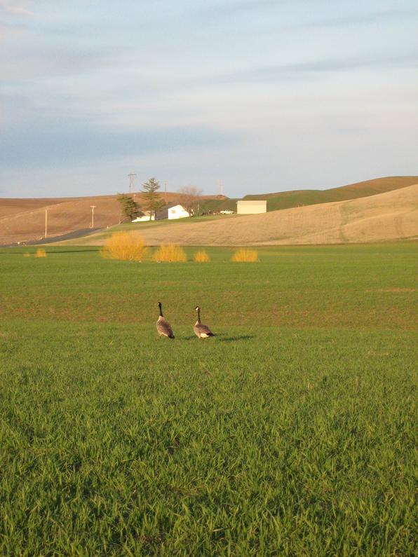 geese_on_the_sunset.jpg