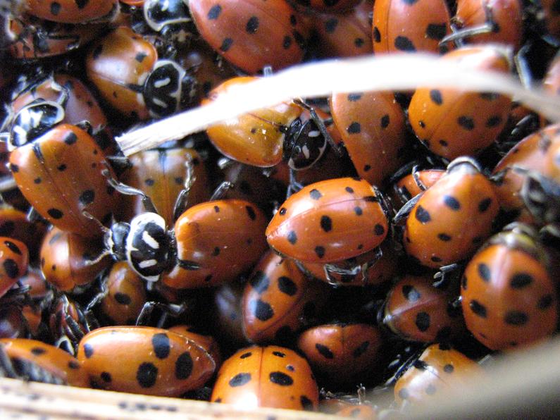 ladybirds.jpg