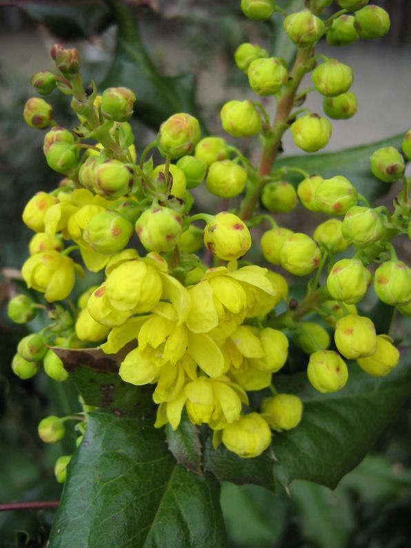 mahonia_sp.jpg