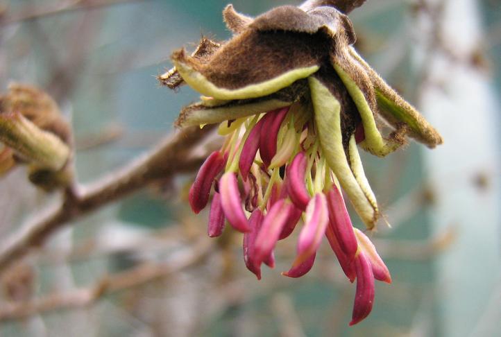 parrotia_persica.jpg