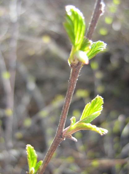 physocarpus_capitatus_buds.jpg