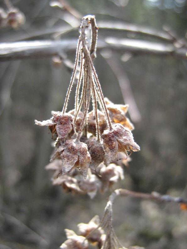 physocarpus_capitatus_fruits.jpg