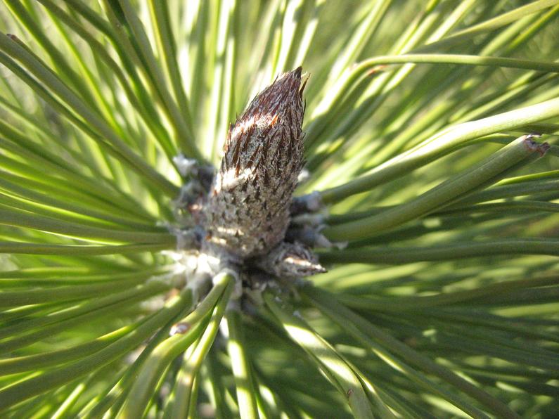 pinus_ponderosa.jpg