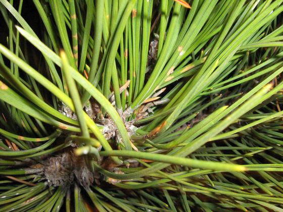 pinus_ponderosa_2.jpg