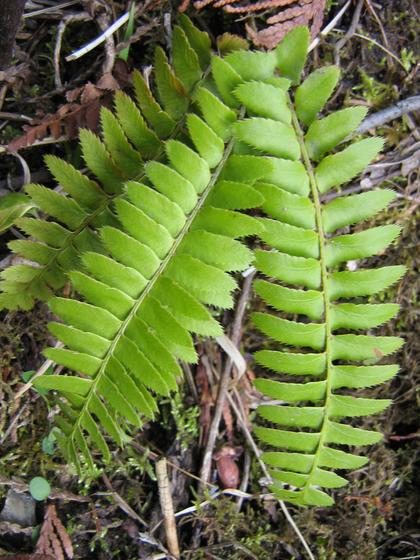 polystichum_minutum.jpg