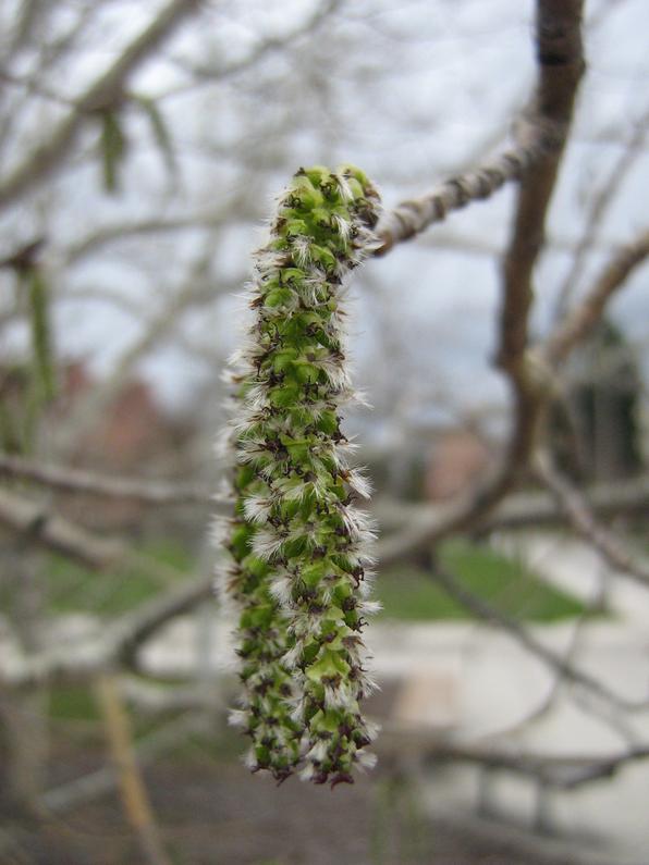 populus_tremuloides.jpg