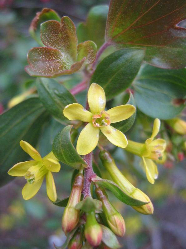 ribes_aureum.jpg