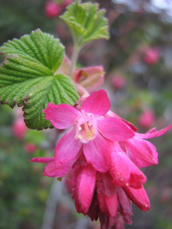 ribes_cf_cereum.jpg