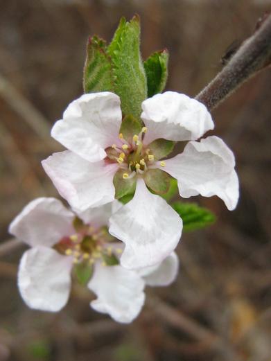 rosaceae_sp.jpg