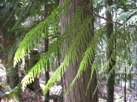 thuja_plicata_leaves.jpg