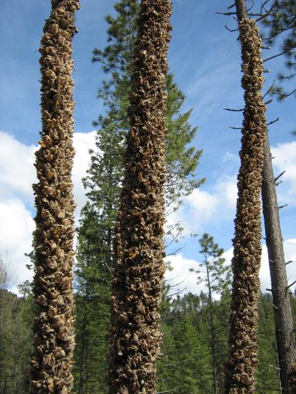 verbascum_trees.jpg