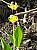 erythronium_grandiflorum_2.jpg