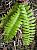 polystichum_minutum.jpg