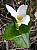 trillium_ovatum.jpg