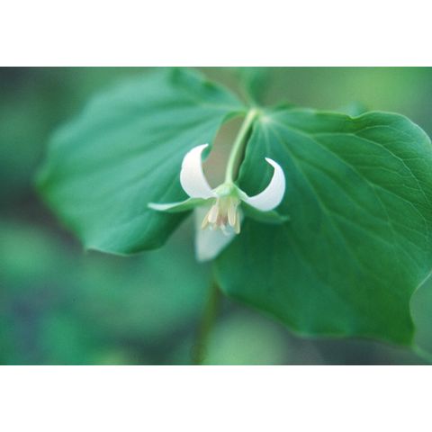 Trillium cernuum