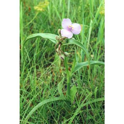 Tradescantia bracteata
