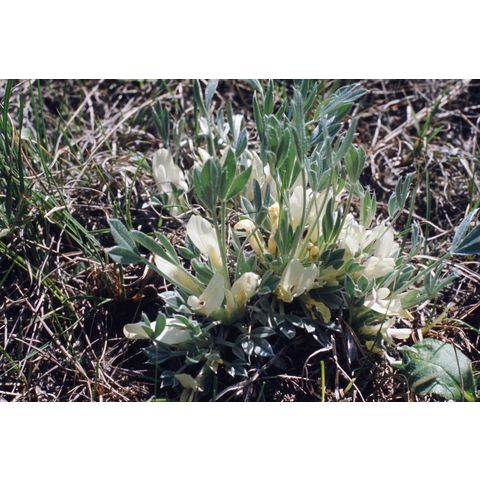 Astragalus gilviflorus