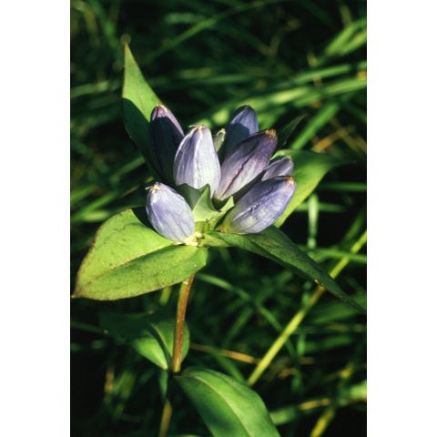 Gentiana andrewsii