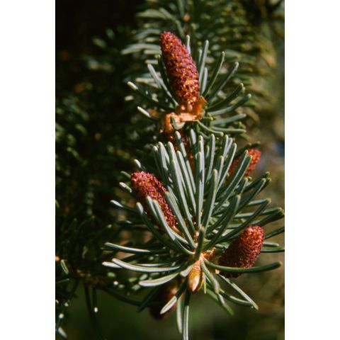 Picea glauca