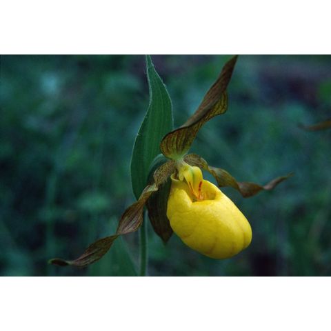 Cypripedium parviflorum