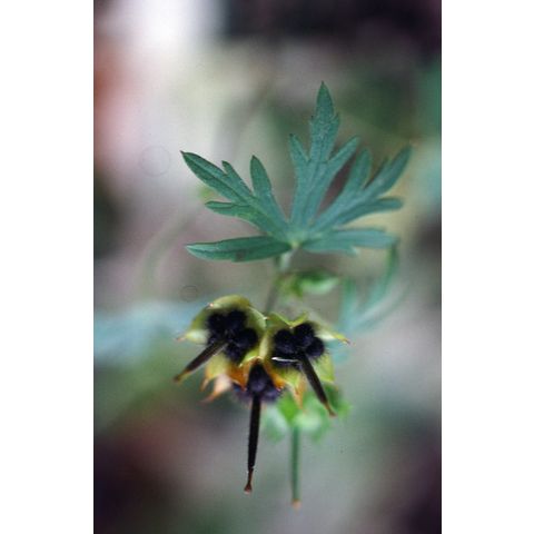 Geranium bicknellii