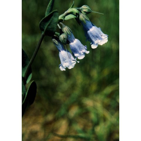 Mertensia oblongifolia