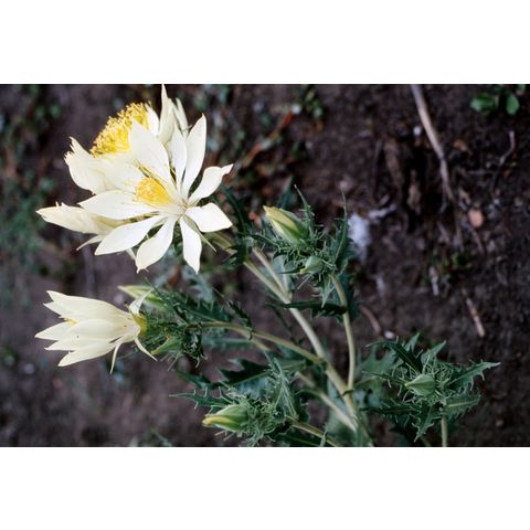 Mentzelia decapetala