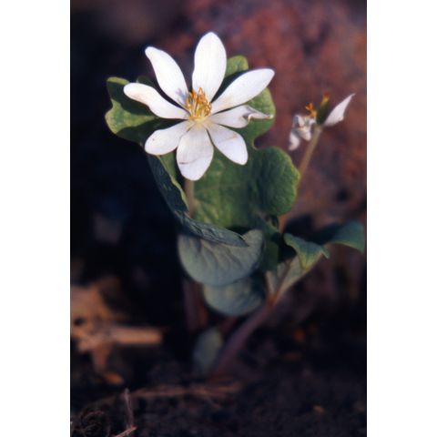Sanguinaria canadensis