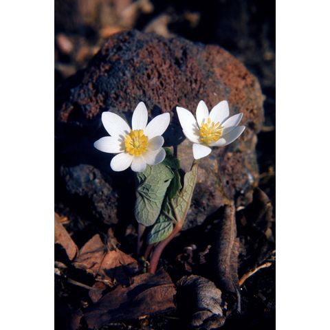 Sanguinaria canadensis