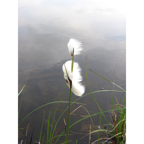 Eriophorum polystachyon