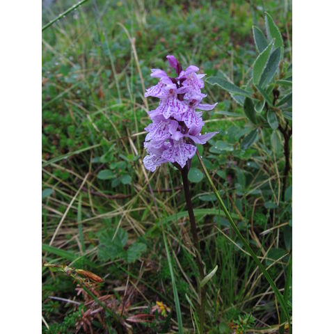 Dactylorhiza cf. traunsteineri 