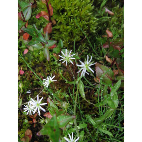 Stellaria humifusa Rottb.
