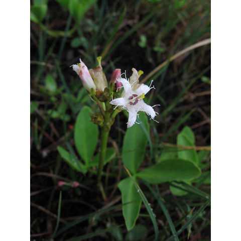 Menyanthes trifoliata