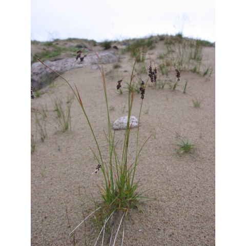 Luzula wahlenbergii Rupr.