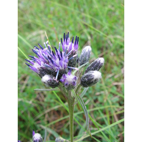 Saussurea alpina (L.) DC 