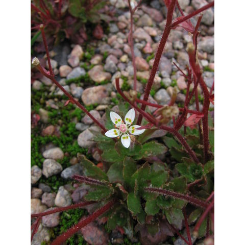 Saxifraga stellaris