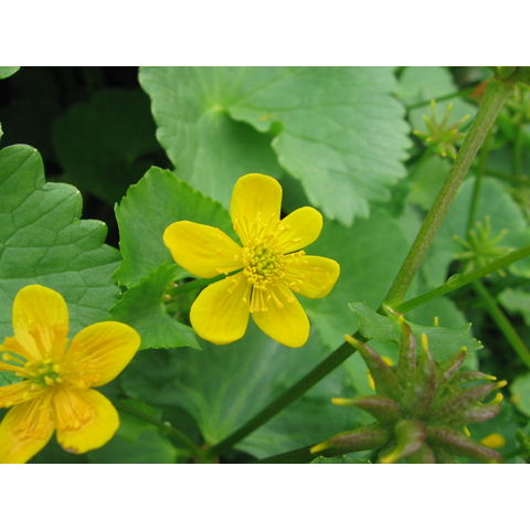 Caltha arctica R. Br.