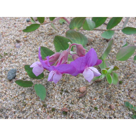 Lathyrus japonicus Willd.