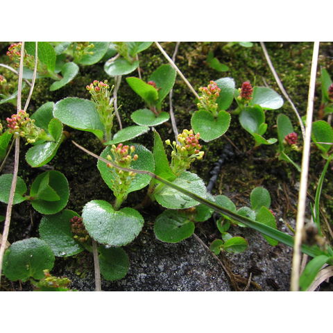 Salix herbacea